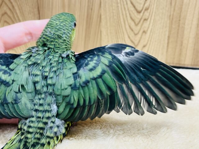 サザナミインコ