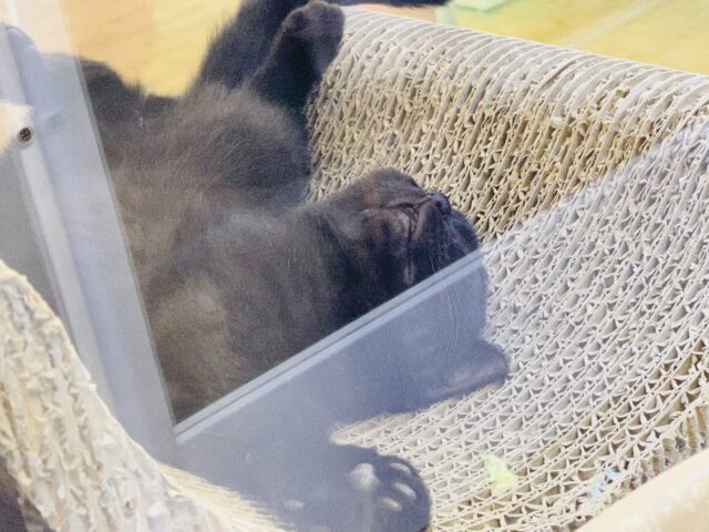 スコティッシュフォールド