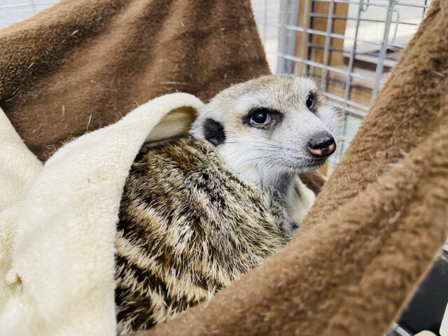 ミーアキャット