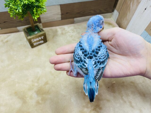 セキセイインコ
