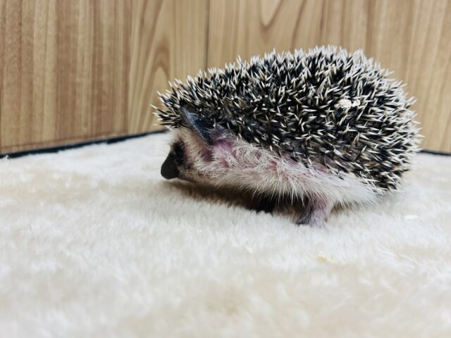 ハリネズミ（ヨツユビハリネズミ）