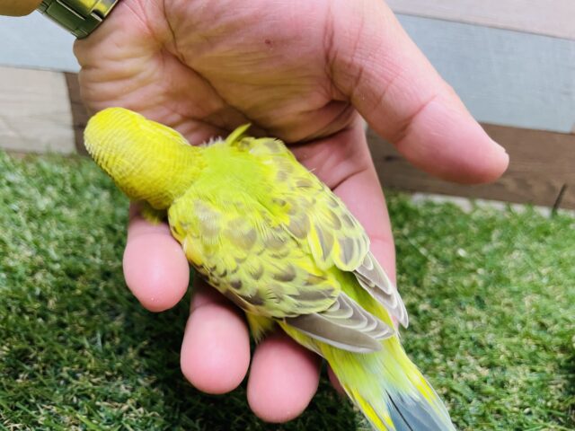 セキセイインコ