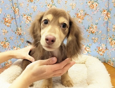 ミニチュアダックス