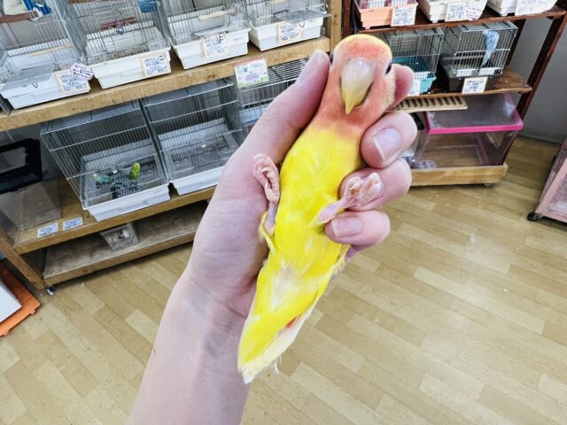 コザクラインコ（小桜インコ）