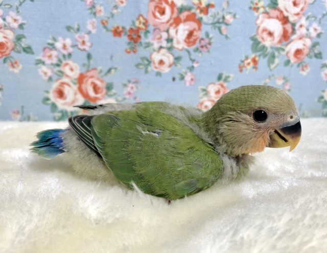 コザクラインコ（小桜インコ）