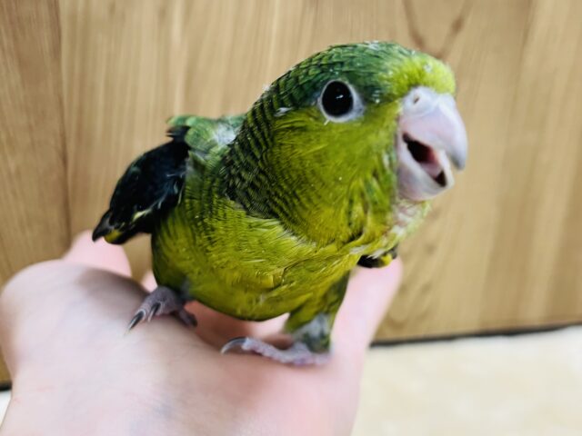 サザナミインコ