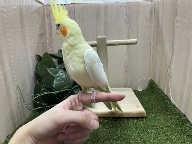 オカメインコ