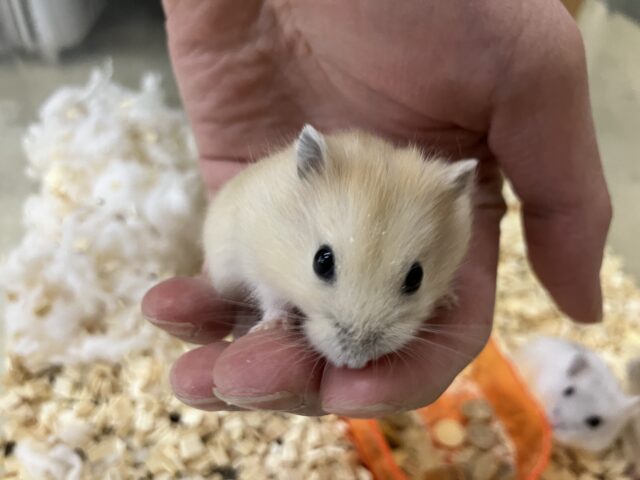 ジャンガリアン