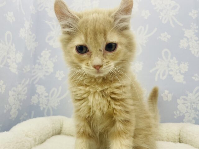 アメリカンカール