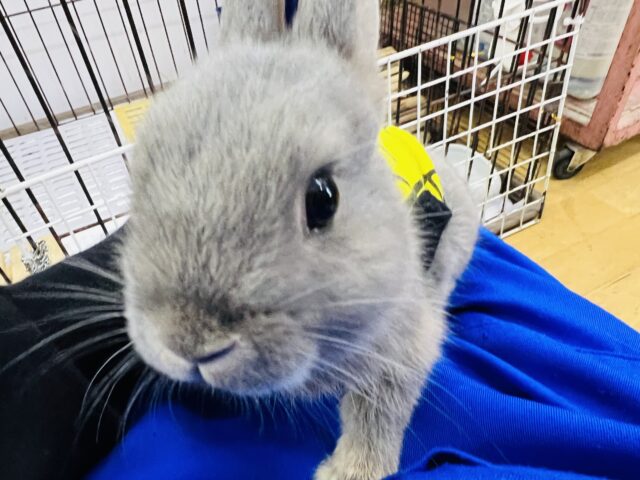 ネザーランドドワーフ