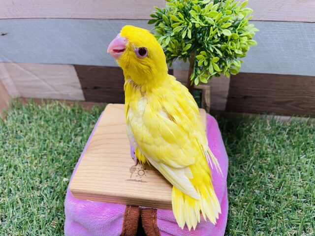 サザナミインコ