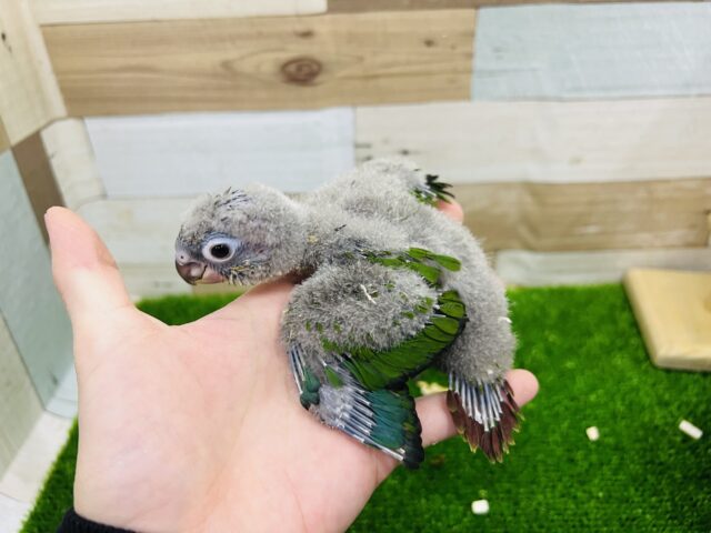 ホオミドリウロコインコ