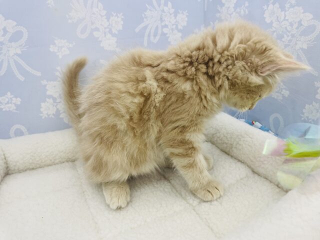 アメリカンカール