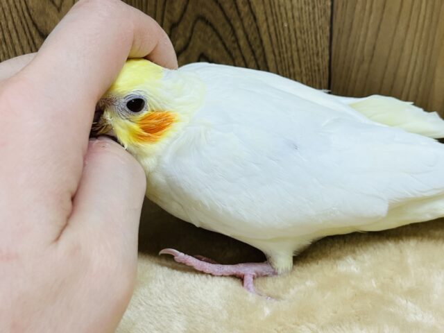 オカメインコ