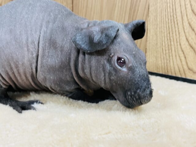 スキニーギニアピッグ