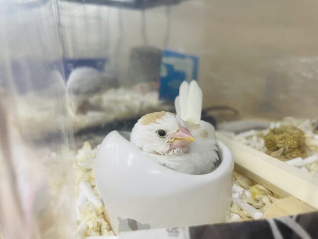 十姉妹（ジュウシマツ）