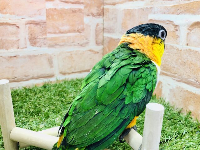 ズグロシロハラインコ