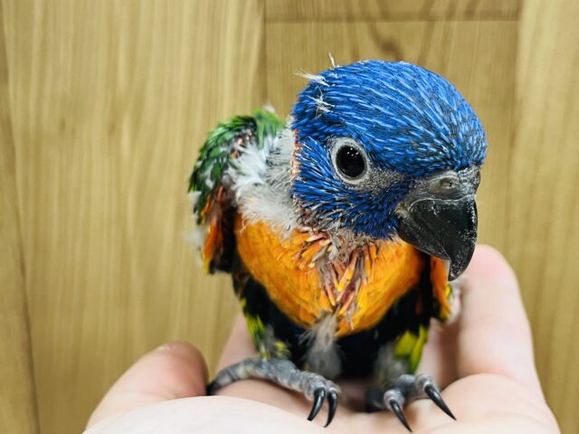 アカエリゴシキセイガイインコ
