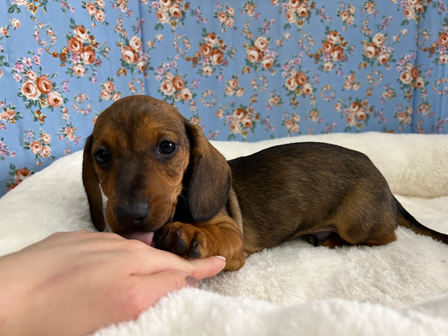 スタンダードダックス