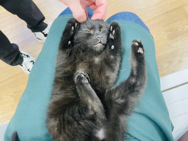 スコティッシュフォールド