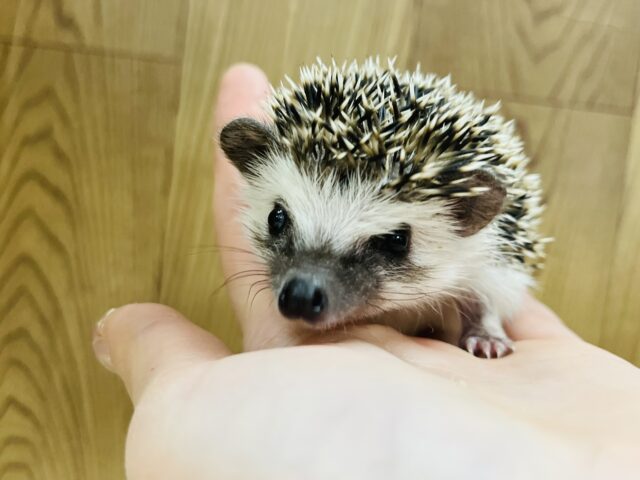 ハリネズミ（ヨツユビハリネズミ）