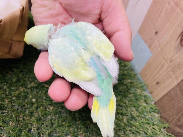 セキセイインコ