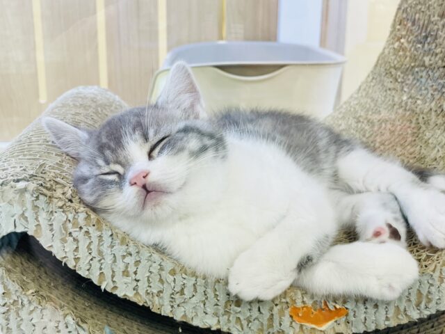 スコティッシュフォールド