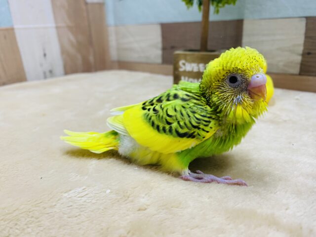 セキセイインコ