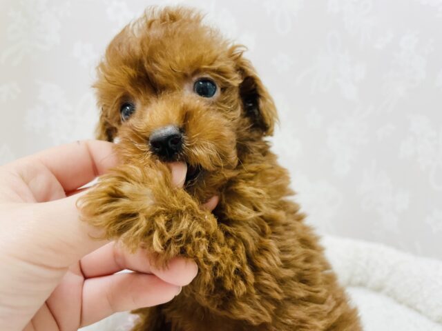 トイプードル