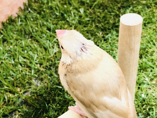 人気のシナモンです R5 1/16撮影 シナモン文鳥