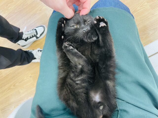 スコティッシュフォールド