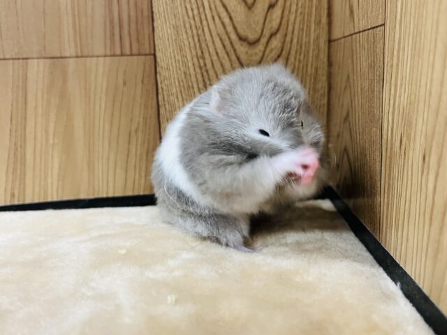 ゴールデンハムスター