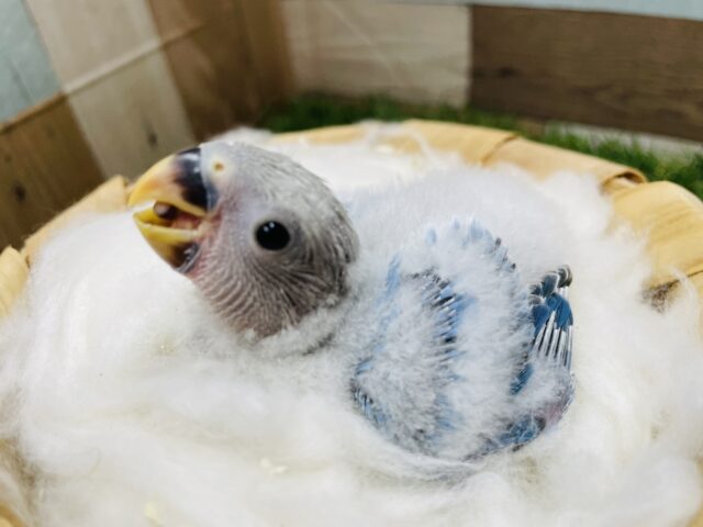 コザクラインコ（小桜インコ）