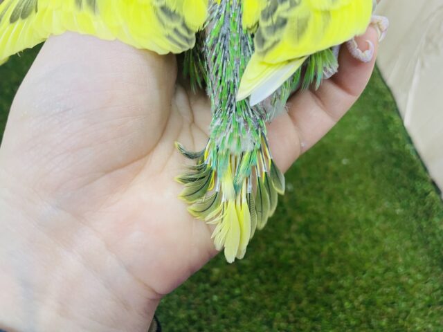 セキセイインコ