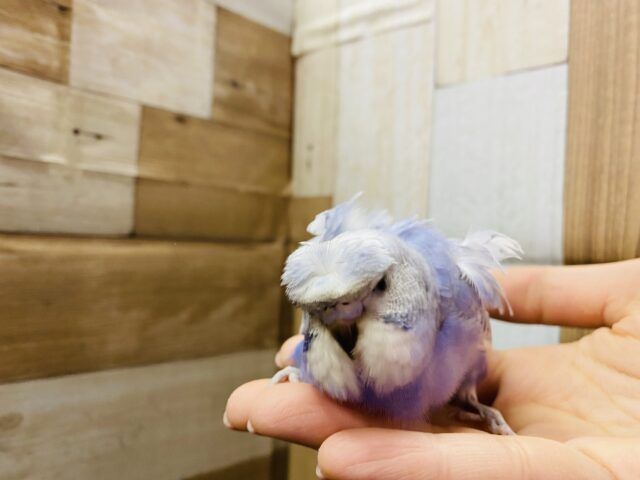 羽衣セキセイインコ