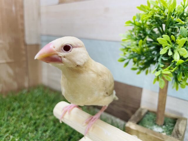 シナモン文鳥