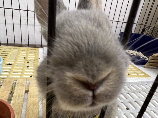 ネザーランドドワーフ