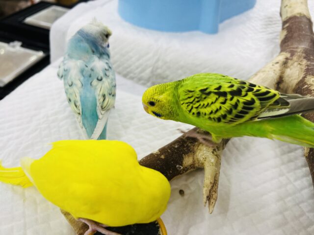 セキセイインコ