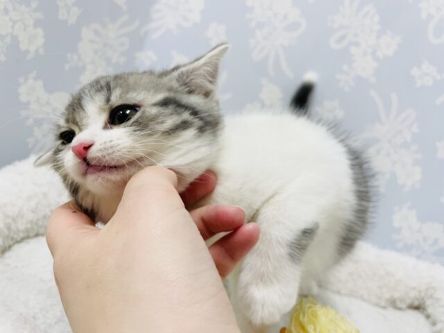 スコティッシュフォールド