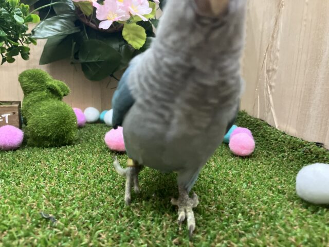 オキナインコ