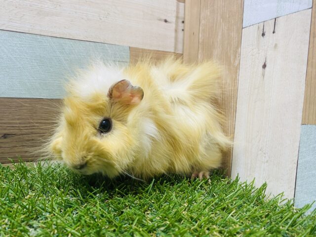 アビシニアンモルモット