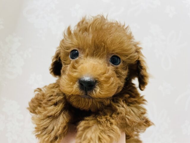 トイプードル