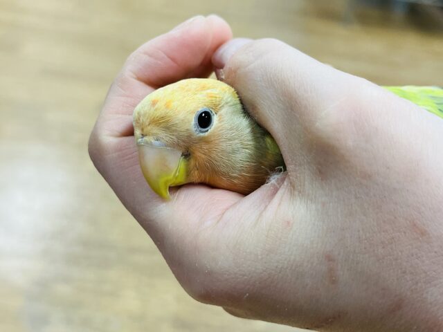 コザクラインコ（小桜インコ）