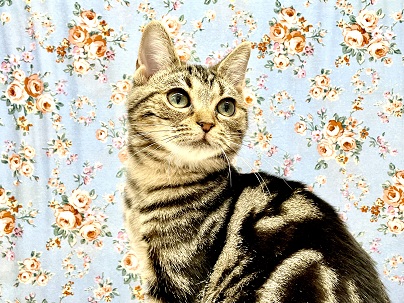 アメリカンショートヘア