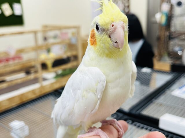 オカメインコ