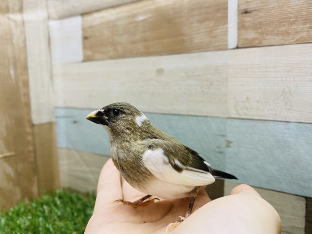 十姉妹（ジュウシマツ）