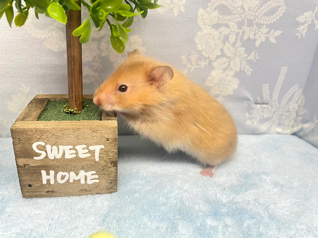 光沢感✨️サテンハムスター男の子2022年11月生まれ ゴールデンハムスター