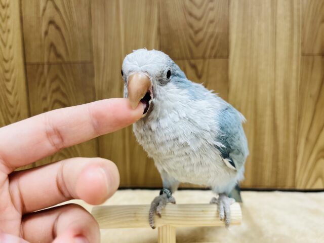 オキナインコ