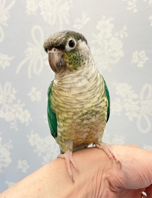 ワキコガネウロコインコ