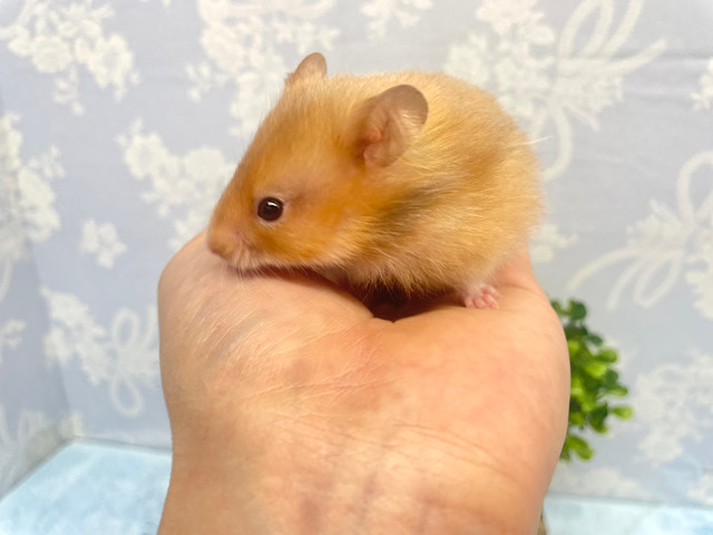 光沢感✨️サテンハムスター男の子2022年11月生まれ ゴールデンハムスター